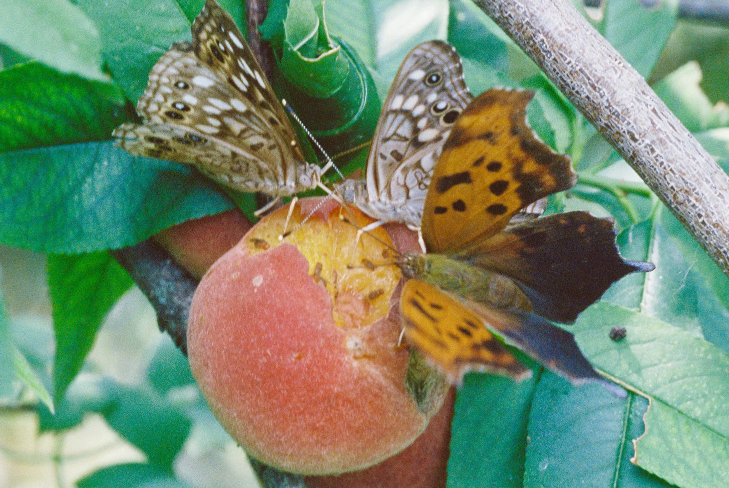 Butterflies on peach