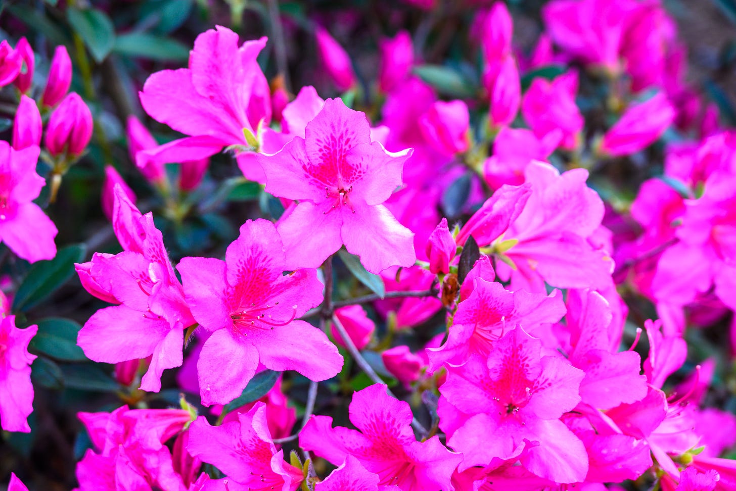 A close-up of pink Azaleas in full bloom.