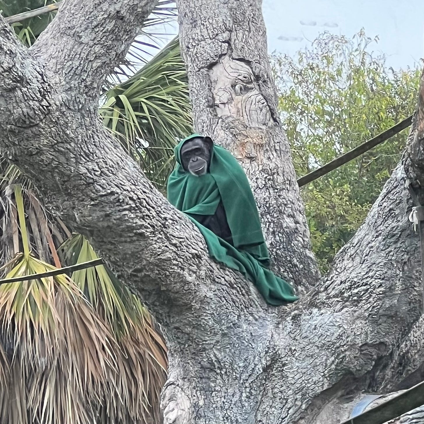 A chimpanzee sitting in a tree branch wrapped up in a green blanket