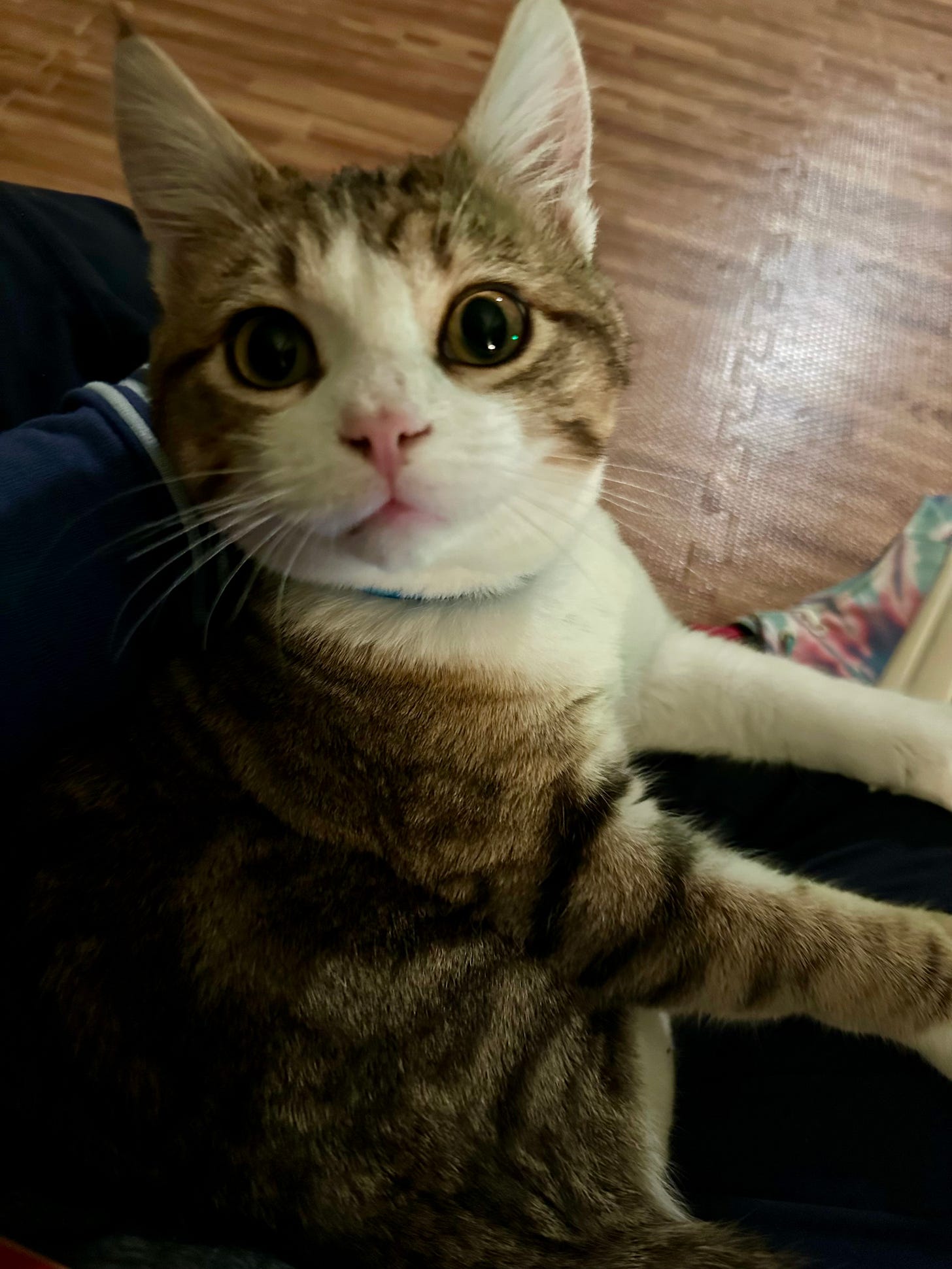 Tabby and white kitten cat staring at camera with big eyes while sitting on a lap. Tie die shoes in teal, pink and purple in background.