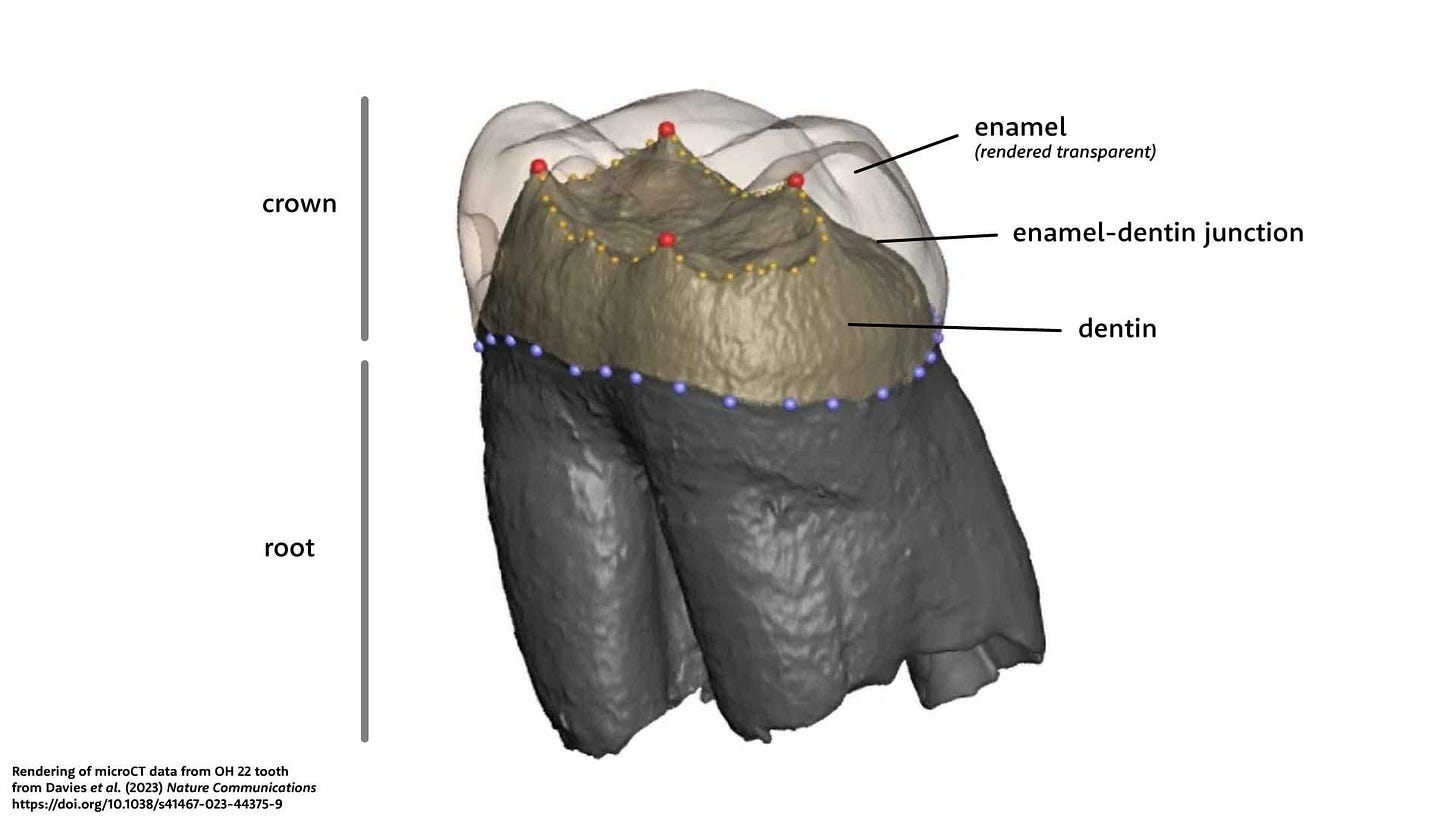 A molar tooth with the enamel rendered transparent to reveal the enamel-dentin junction. Each of these parts is labeled. A molar tooth with the enamel rendered transparent to reveal the enamel-dentin junction. Each of these parts is labeled.