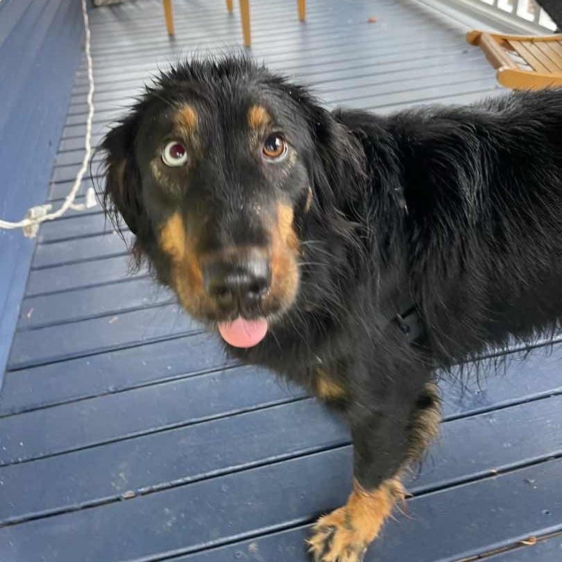 Wet black and brown dog on a porch staring at camera with tongue out