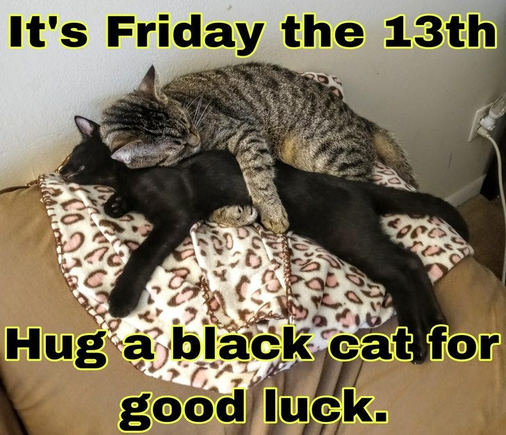 Happy Black Cat Day - friday the 13th post - Imgur