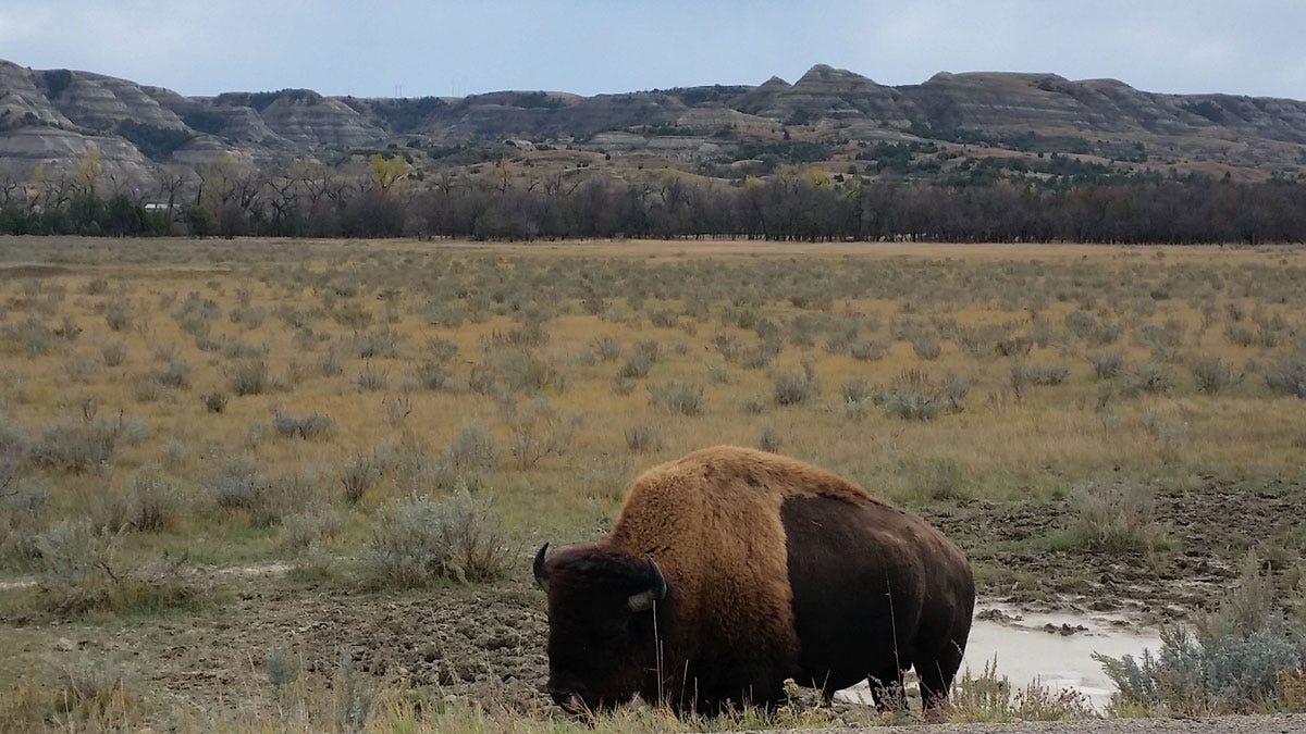 Bison in Theodore Roosevelt National Park