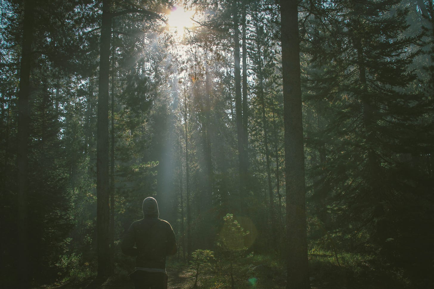 Image of sunrays shning through forest trees onto a person wearing a hoodie with their face toward the sun and back toward the camera.