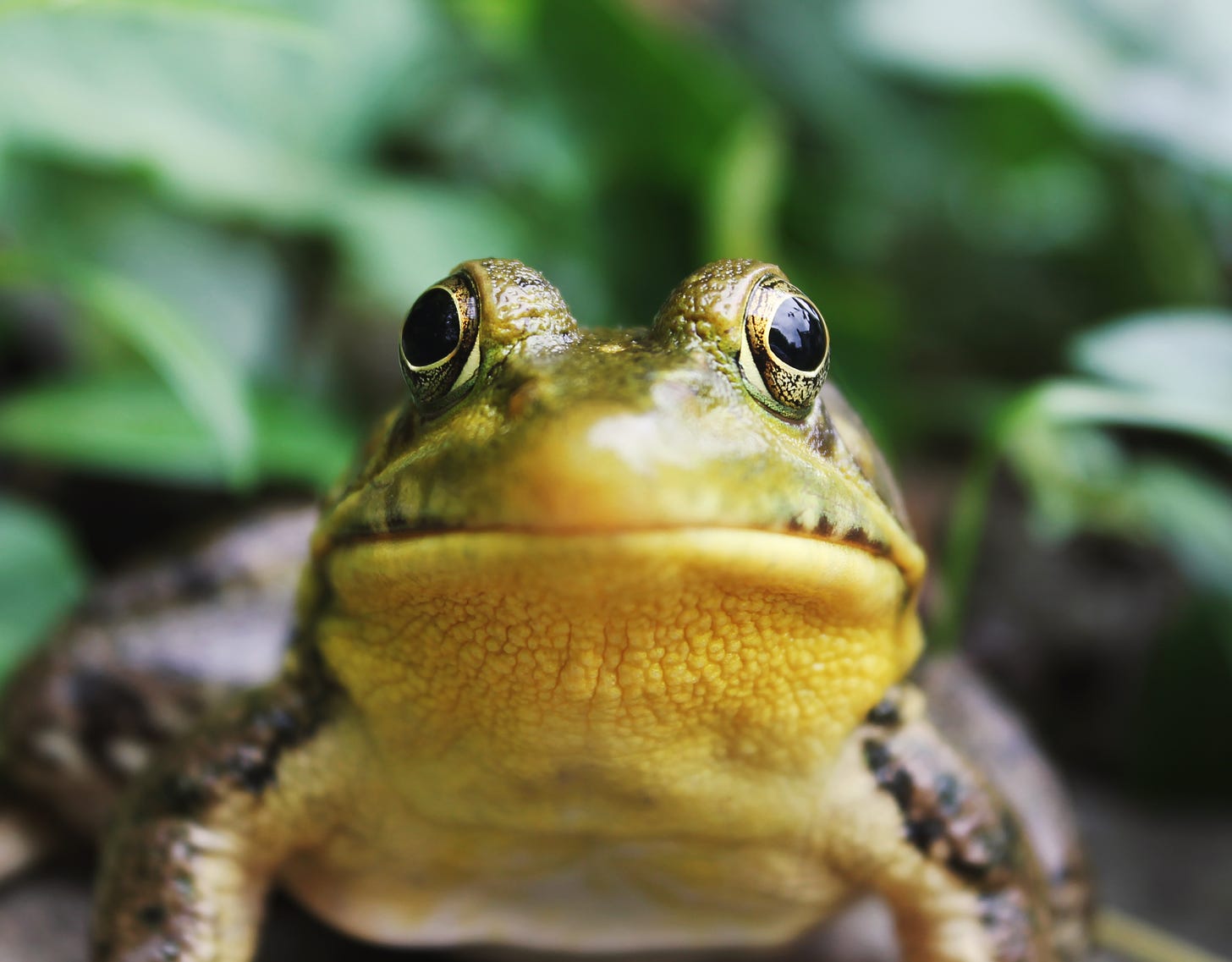 Close-up of a green and yellow frog's face with a chagrined expression
