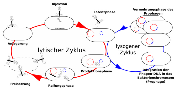 Vermehrungszyklus der Bakteriophagen. Zwei alternative Wege kÃƒÂ¶nnen beschritten werden: der lytische Weg oder der lysogene Weg.