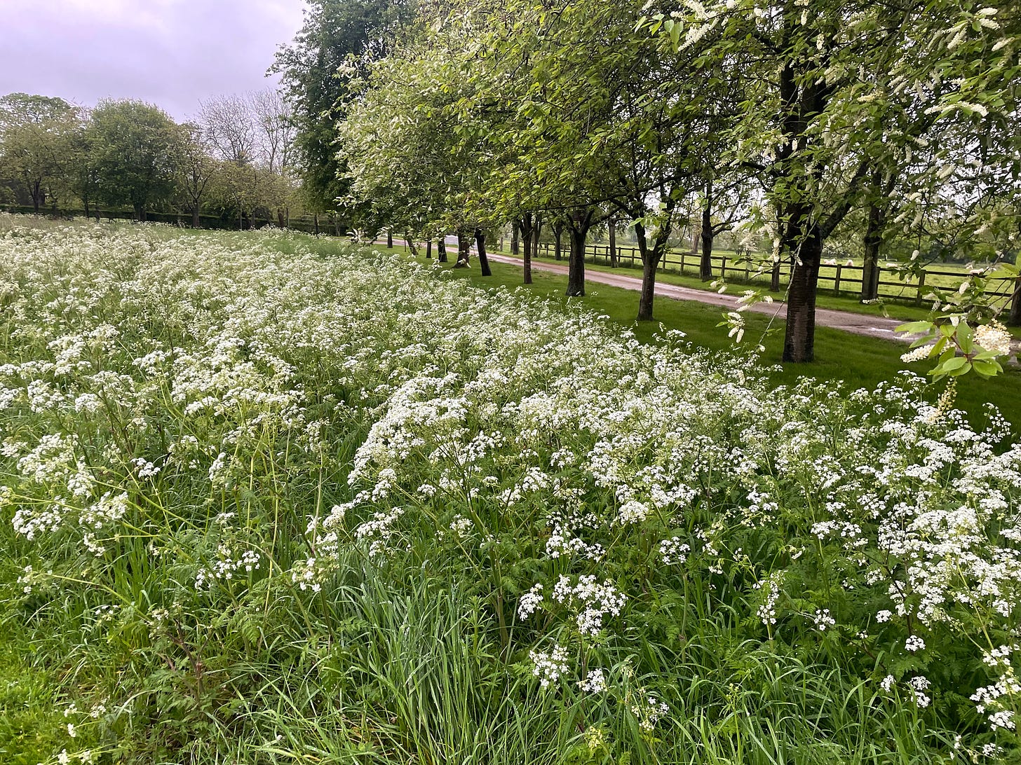 cow parsley and trees