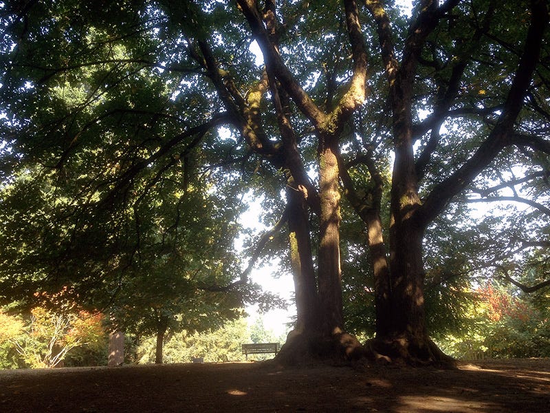 Looking up into the canopy of a huge spreading tree, with sunlight dappling the shade and a park bench at the base of the tree