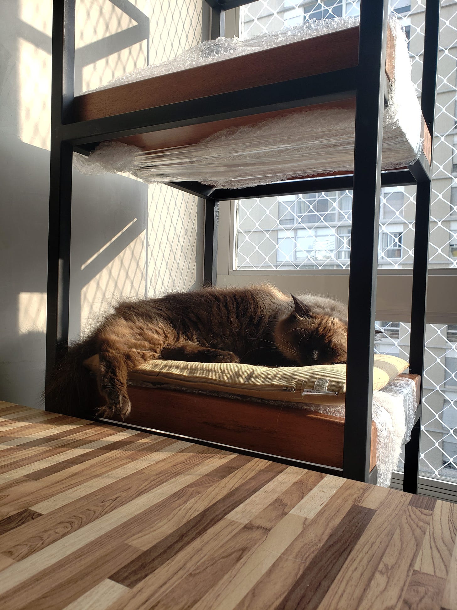 Imagem colorida: gata Morgana deitada numa estante sobre a sua almofada sob os raios de sol da manhã.