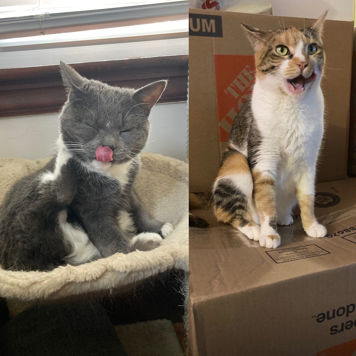 A gray cat and a calico cat sit side by side making silly faces. 