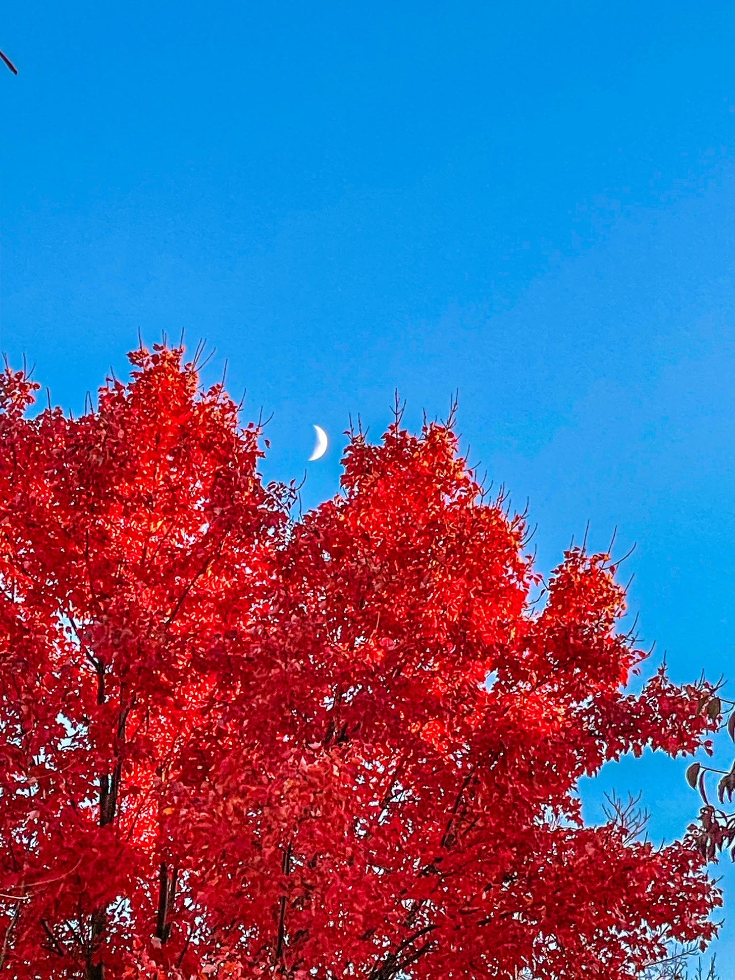 Picture of the crescent moon seen through the branches of a fiery, bright-red autumn tree
