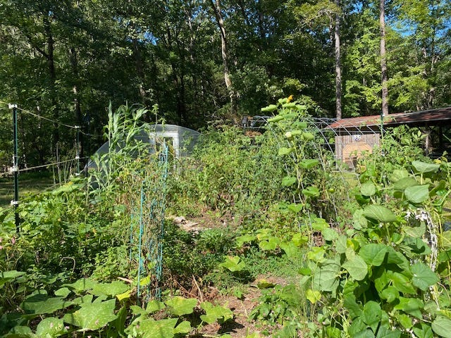 abundant vegetable garden grown with permaculture practices