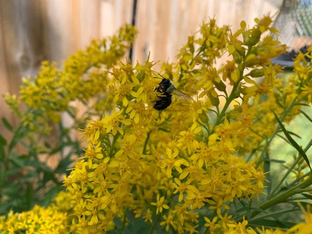 image of a bumble bee in golderod