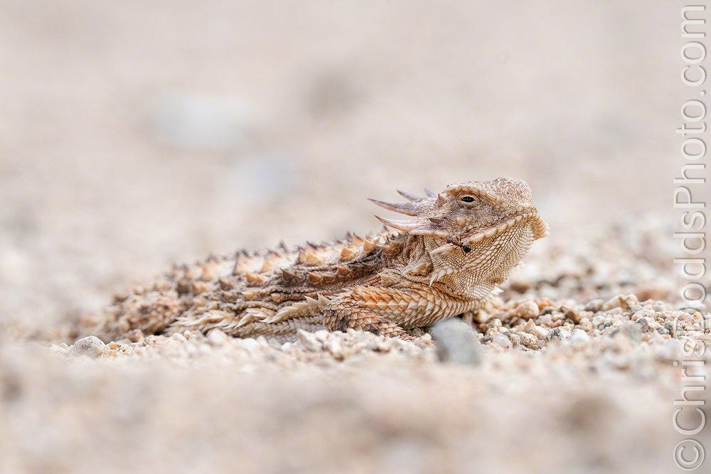Regal Horned Lizard — Nature Photography Blog