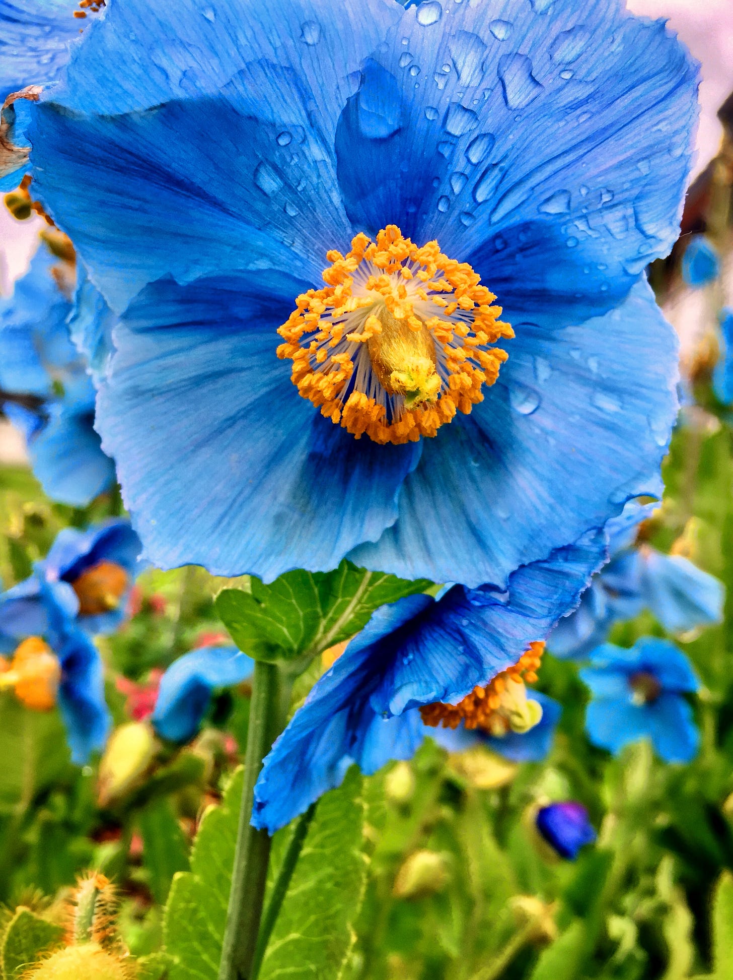 blue flower