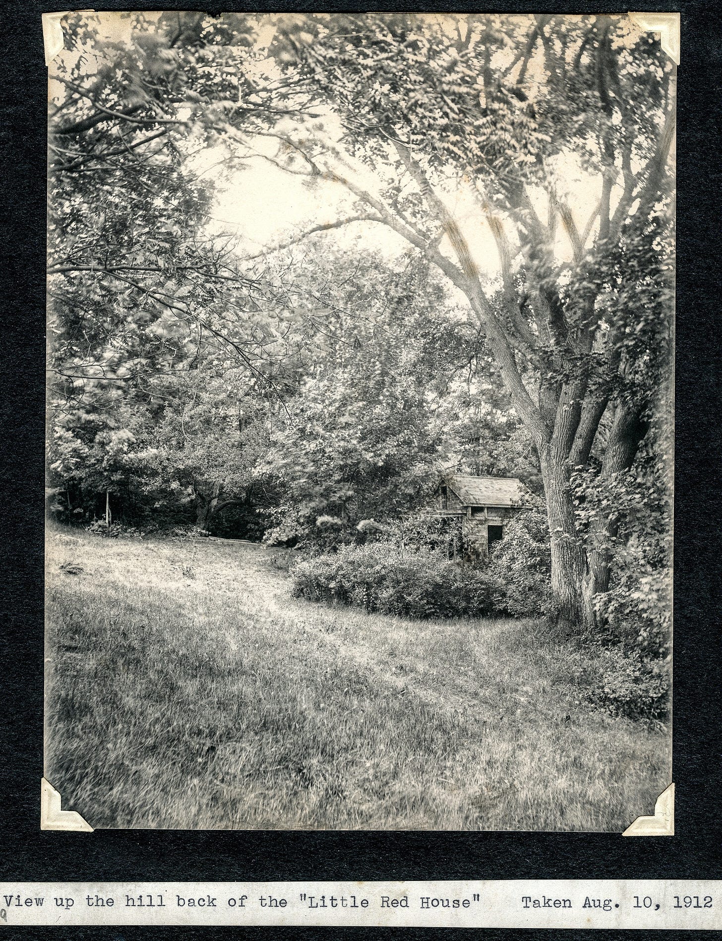 Trees and backyard