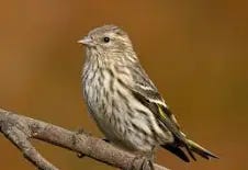 Pine Siskin Identification, All About Birds, Cornell Lab of ...