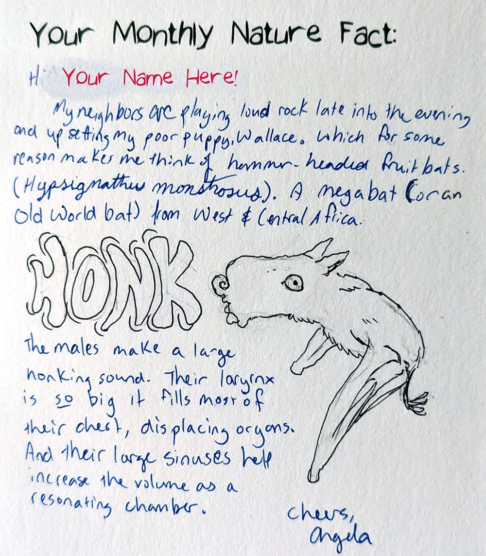 postcard text with drawing of hammer-headed fruit bat