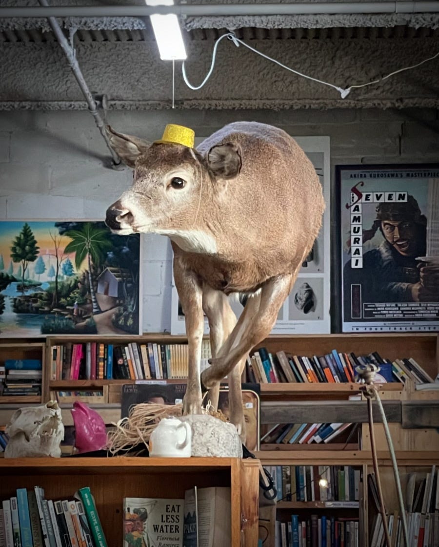 Taxidermy deer with sparkly gold hat atop a bookcase