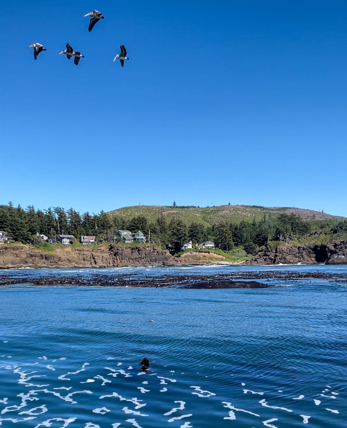 gray whale along the coast 