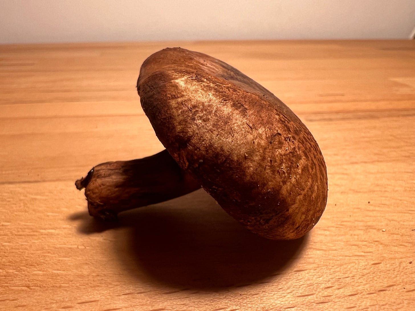 Shiitake (Lentinula edodes)