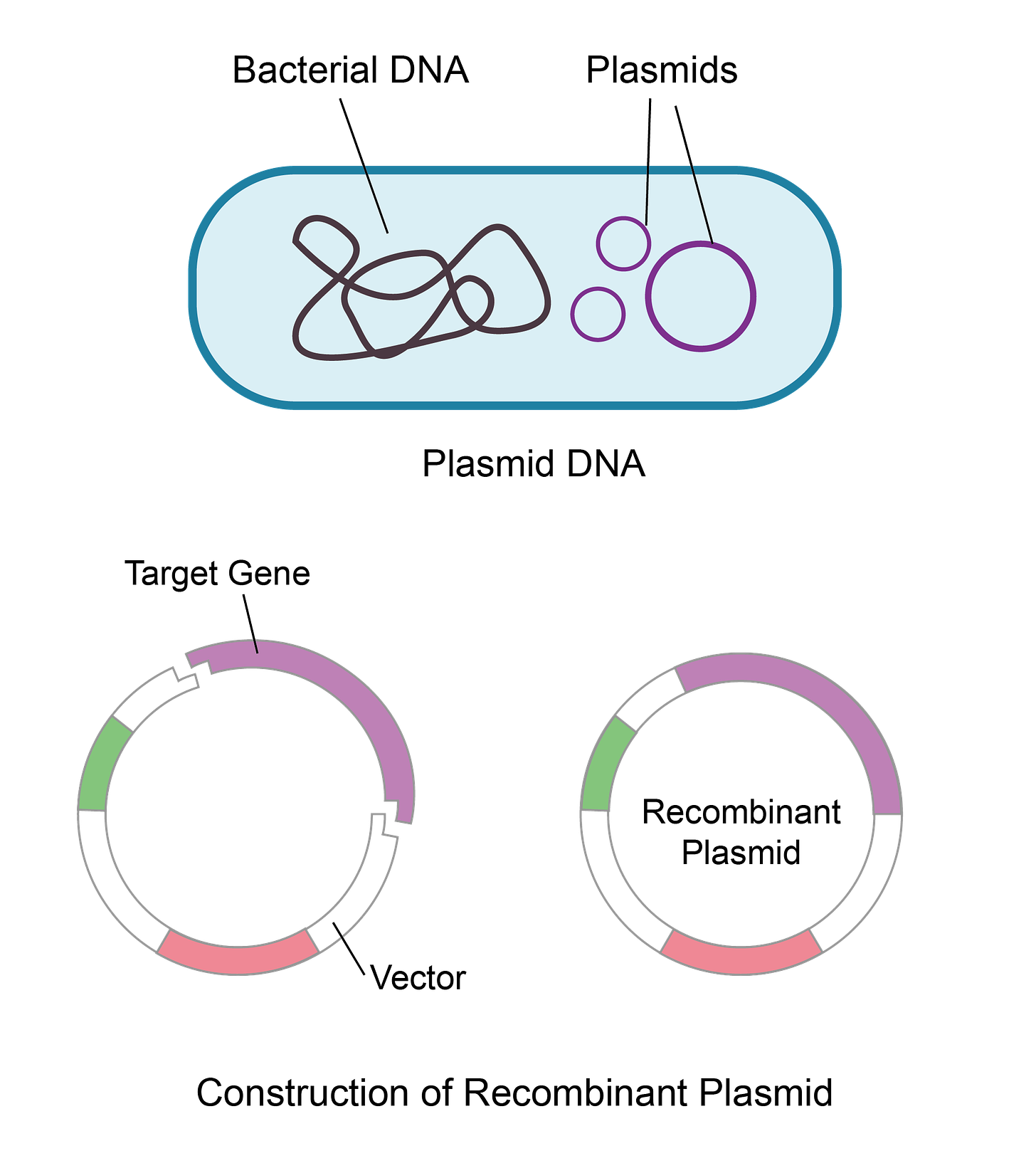Plasmid DNA: A Revolution in Gene Therapy - Synbio Technologies -