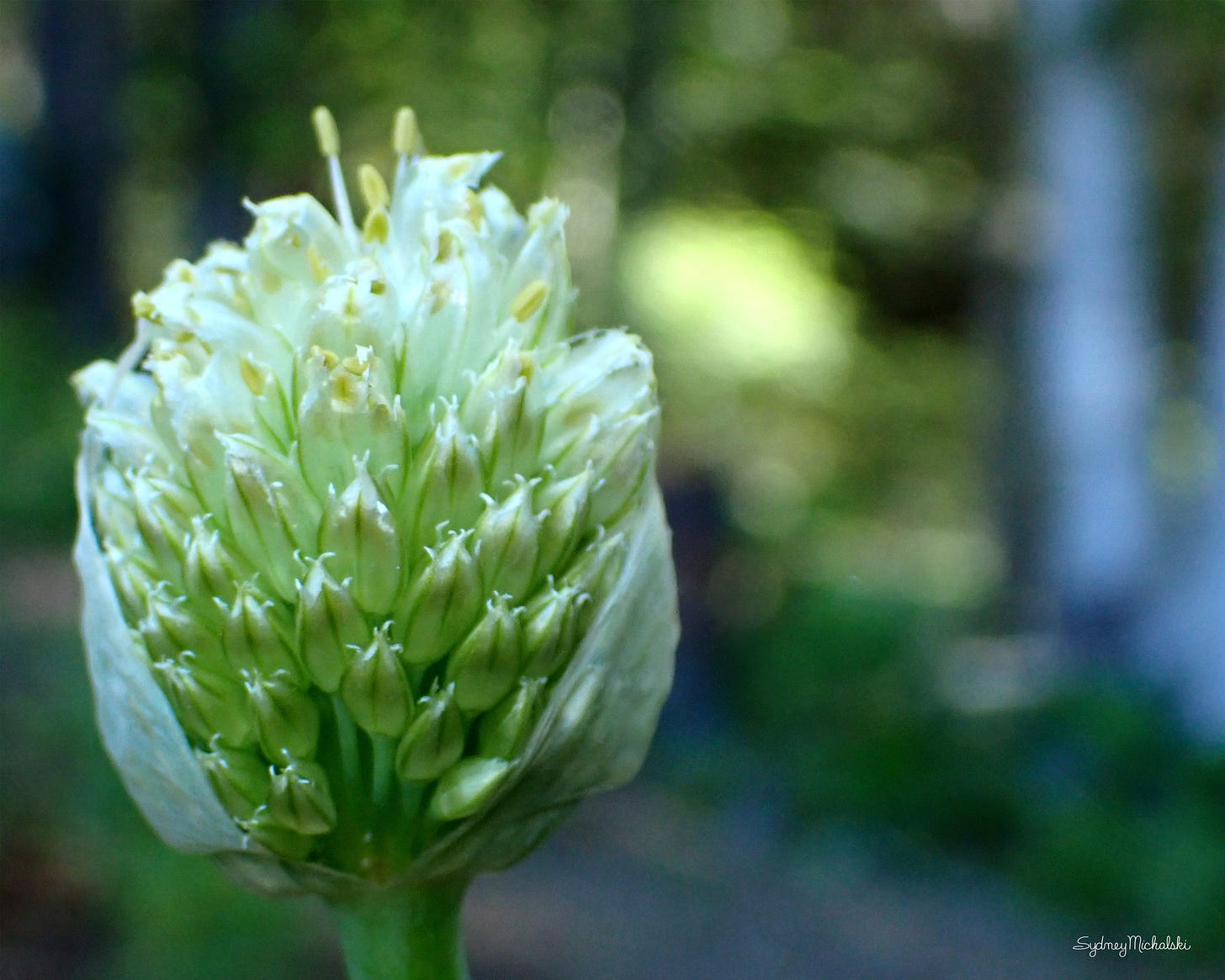 A scallion blossom transitions into a seedhead in the dappled forest.