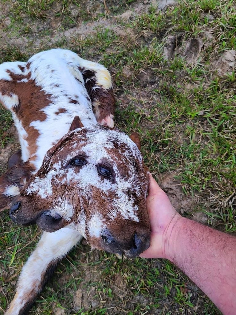 blue on X: "Two-faced calf born Feb 28th on breaux farm in ...