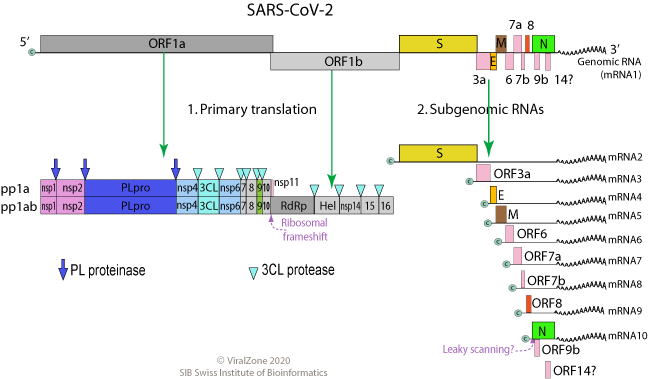 Diagram of the genome structure of SARS-CoV-2.