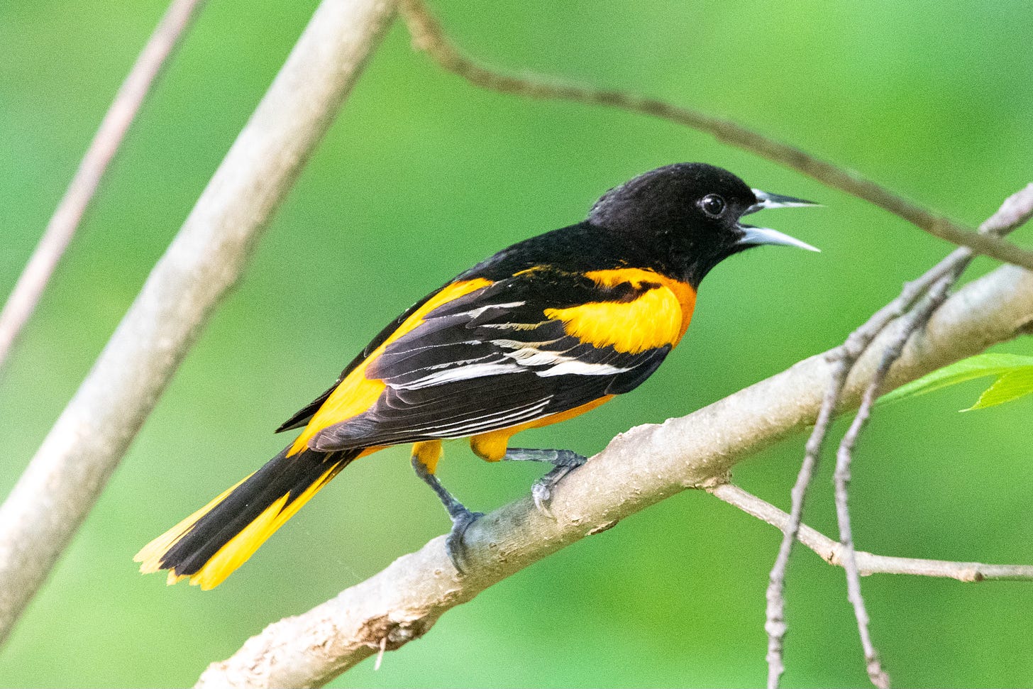 A black bird with orange epaulets, an orange chest, and an orange rump has its beak open in song