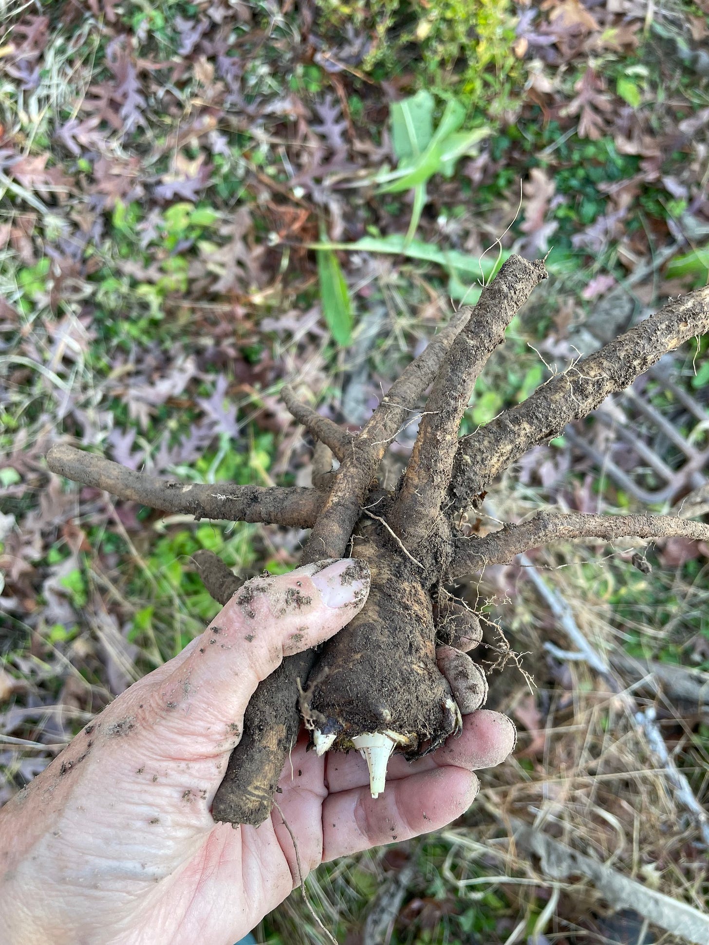 elecampane, Inula helenium roots 