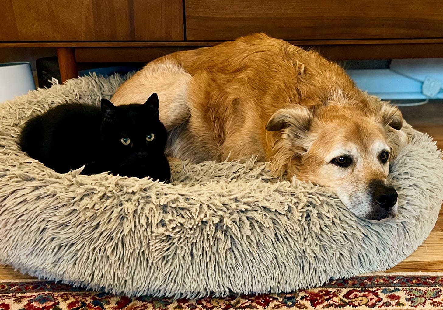 Anakin (15) & Forest (13) await your mailbag questions. (Photo: Mrs. Volts) 