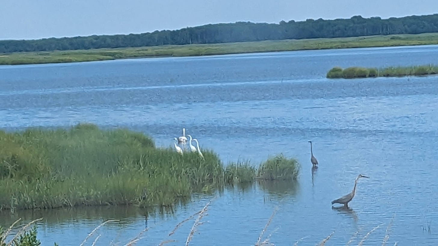 water and marshy grass where herons and egrets sit