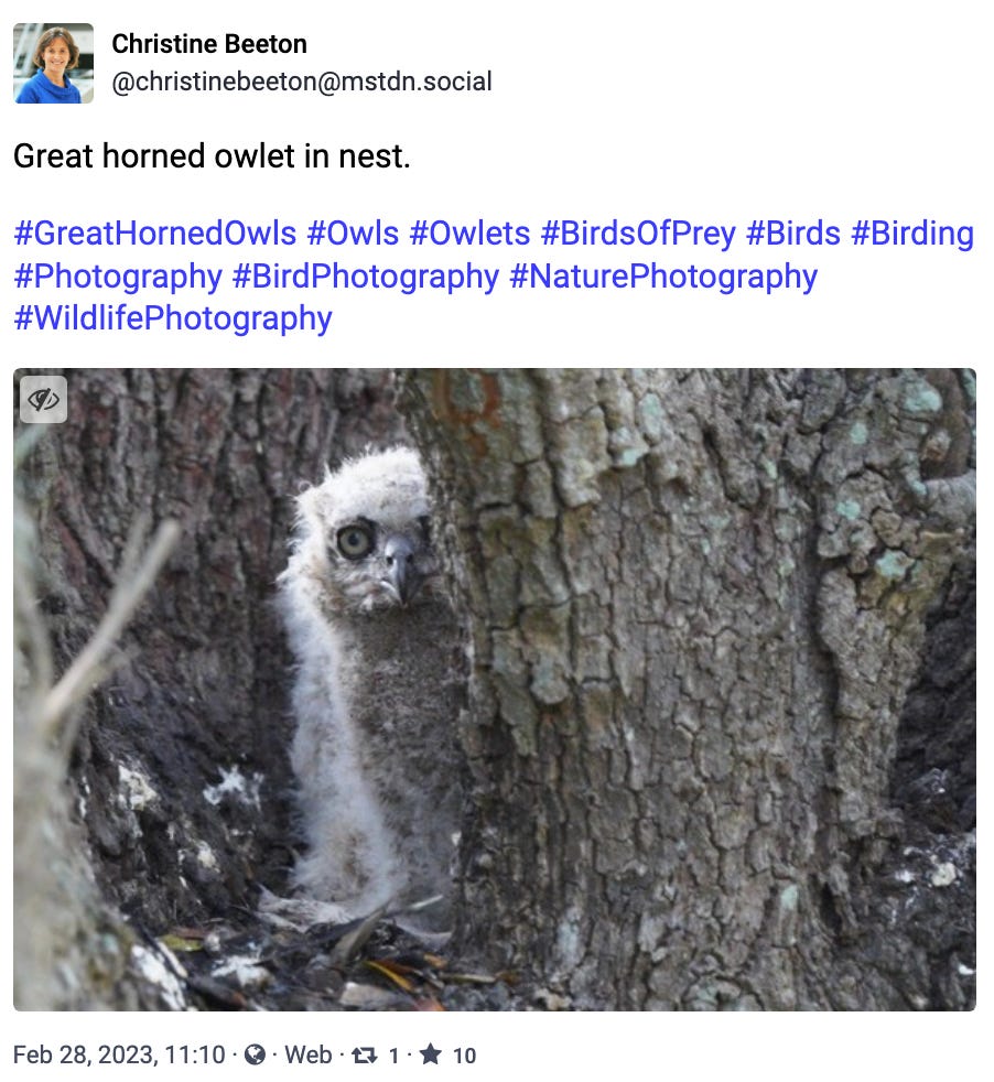 Great horned owlet in nest.