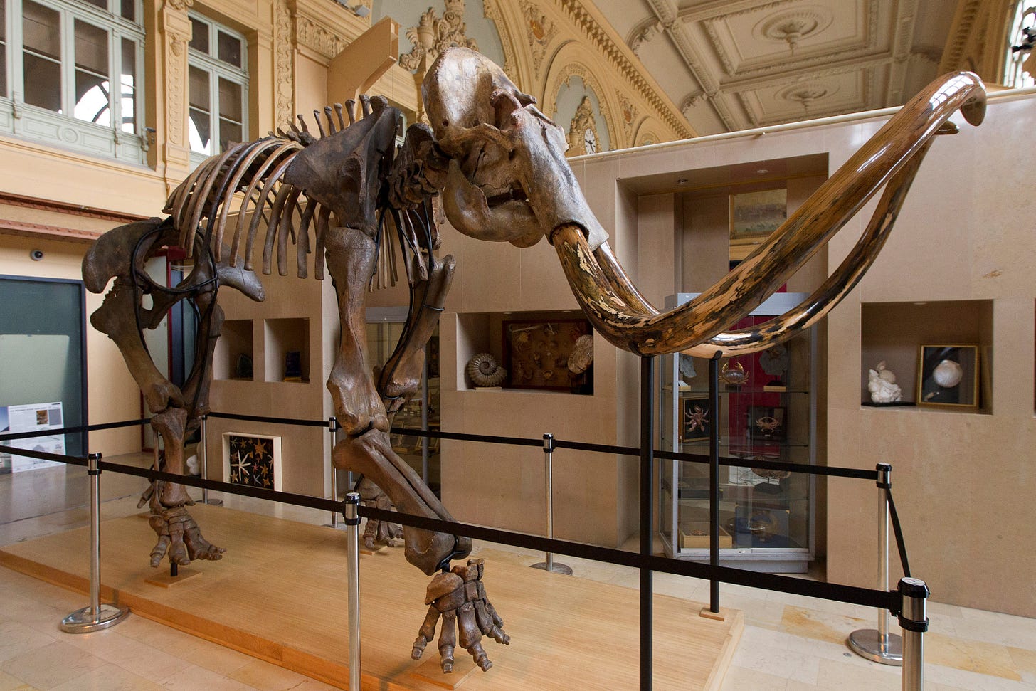 Woolly mammoth skeleton sells for $645K at auction