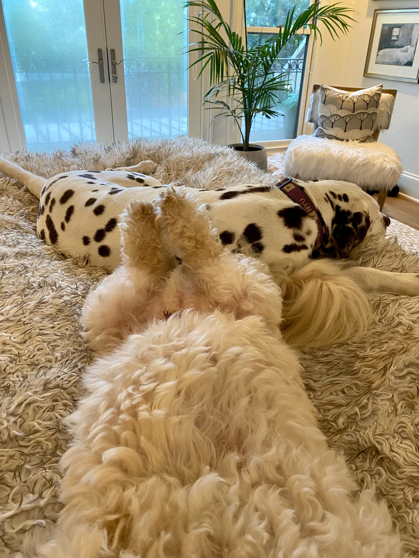 Photo of dalmatian and fuzzy mutt laying on bed. 