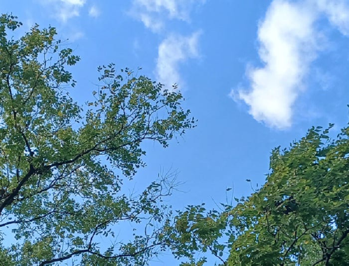 Blue skies with clouds and tops of trees