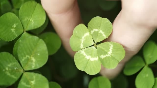 1,600+ Four Leaf Clover Stock Videos and Royalty-Free Footage - iStock | St  patricks day, Shamrock, Pot of gold