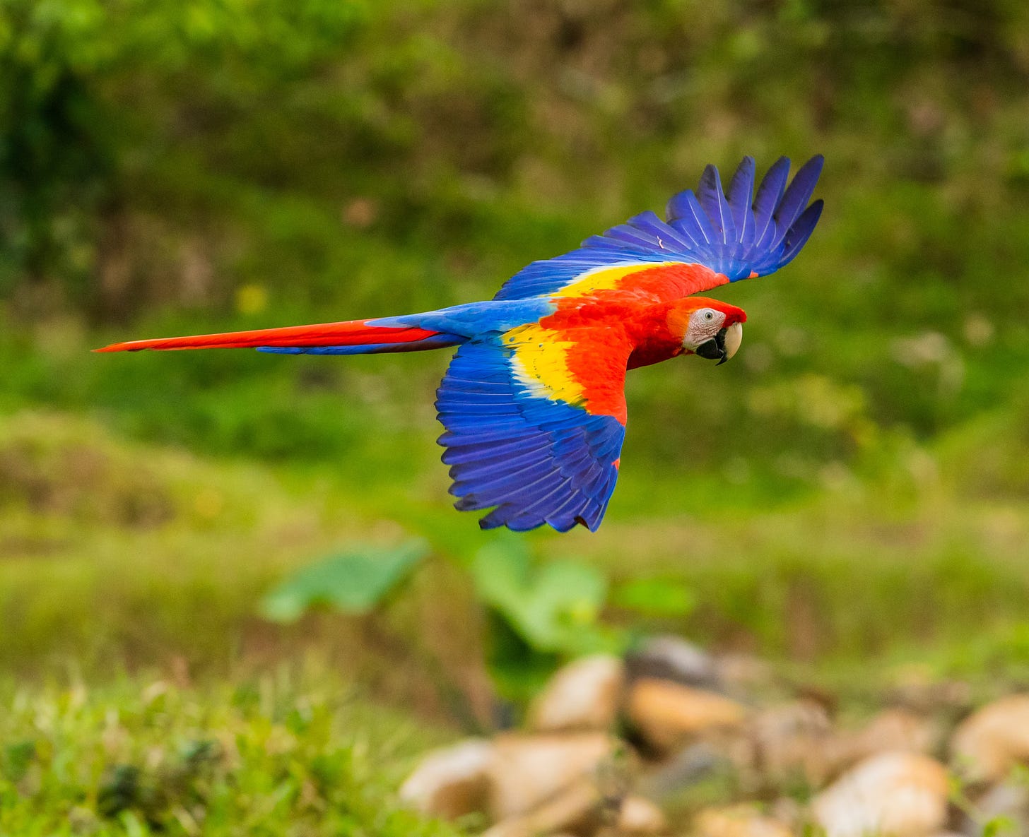 Red, yellow and blue parrot mid flight. 