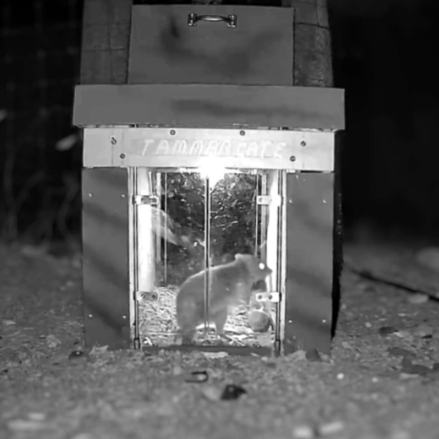 A woylie stands inside an enclosure. The photo is taken with a trail camera at nighttime and the image is in black and white. 