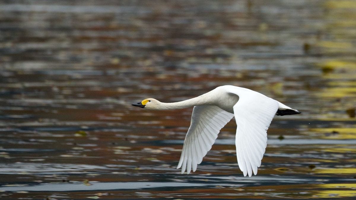 Swan Song | BirdNote