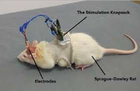 A Study of the Rat's Turning Behaviors Based on Electrical Brain Stimulation
