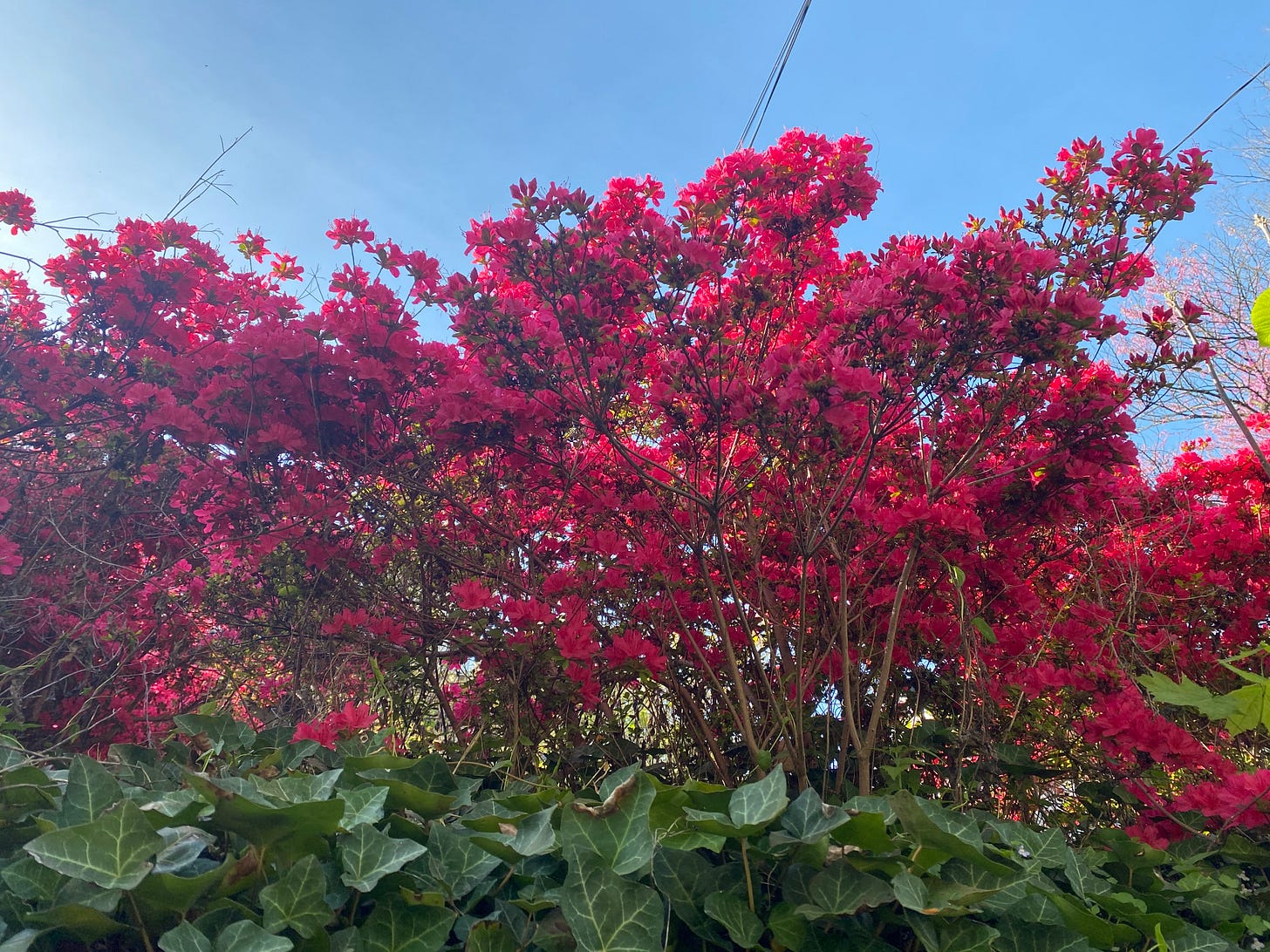 red azaleas against a blue sky