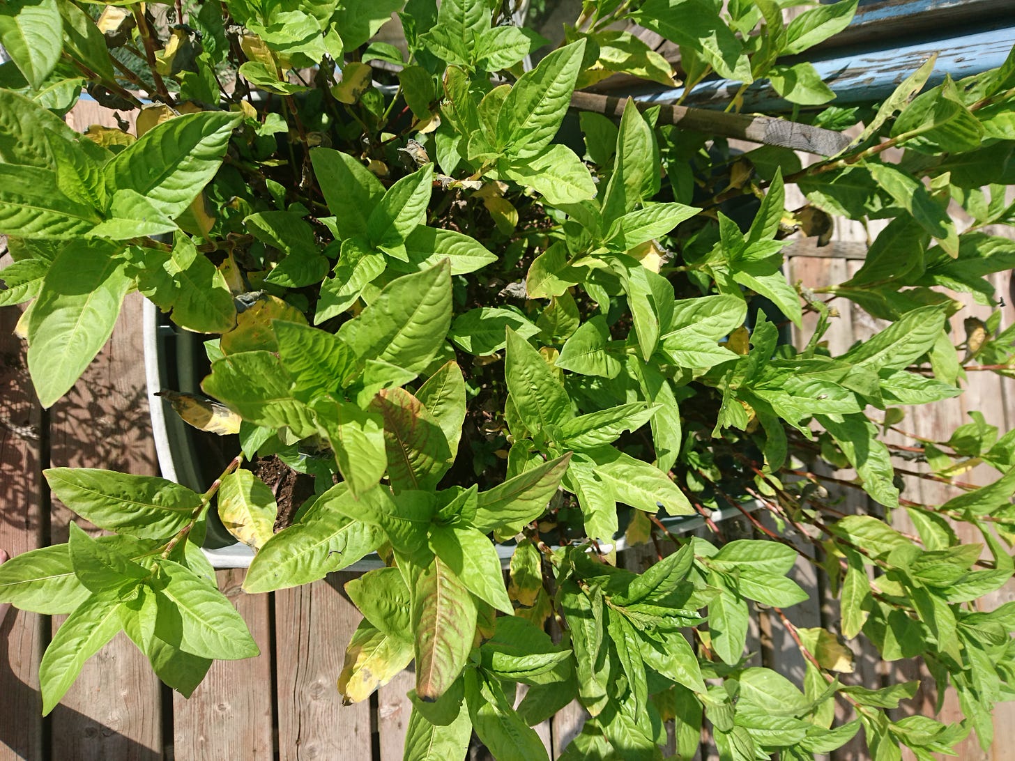 Indigo plants planted in a green bucket. The yellow green leaves of the indigo plants are spread out as they search for sunlight