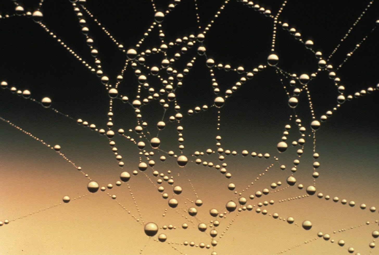 Spider web with water droplets