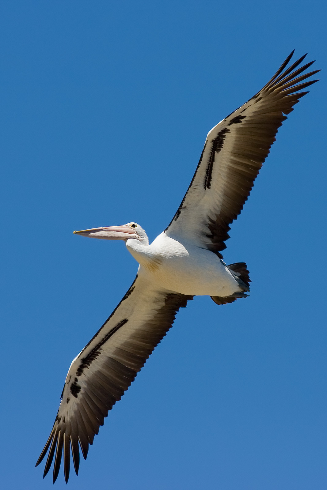 File:Australian pelican in flight.jpg - Wikipedia