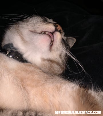 Lint-Covered Breast Implant leaning back, mouth slightly open as he snores