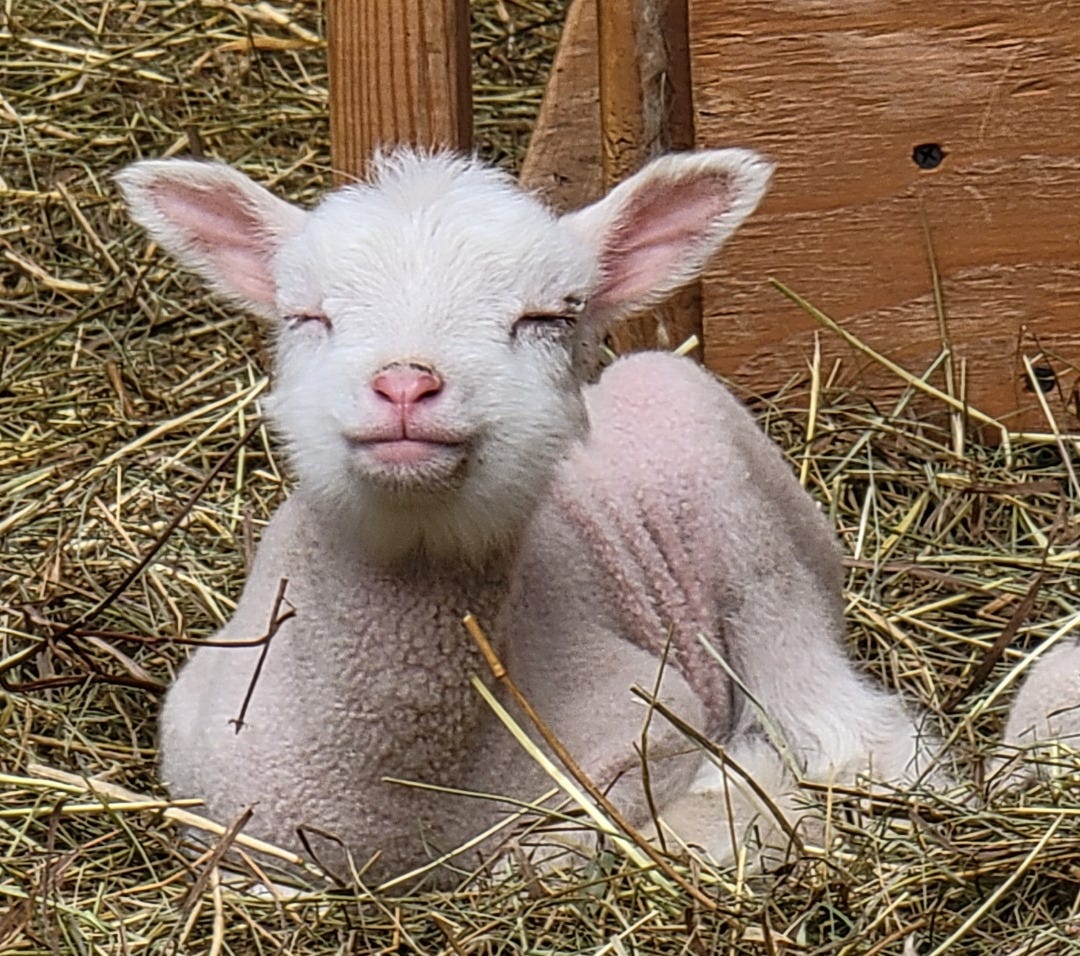 sheep runamuk acres