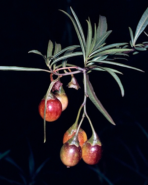Solanum linearifolium [fruit - ATLAS - M. Fagg, n.d.].jpeg